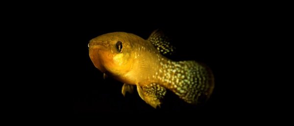 How Killifish Thrive in America's Most Polluted Rivers