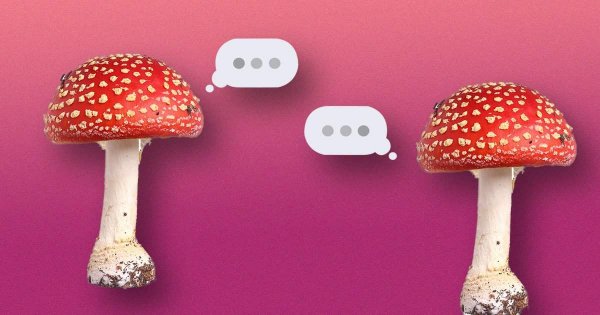 Fungal Chatter: Do Mushrooms Communicate Through Electrical Pulses?
